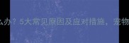 小狗便血怎么办5大常见原因及应对措施宠物主人必看