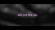 猫咪尿道感染引起