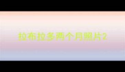 拉布拉多两个月照片