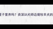 边牧能关笼子里养吗资深训犬师边境牧羊犬的笼养真相