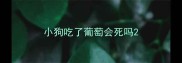 小狗吃了葡萄会死吗