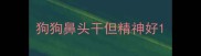 狗狗鼻头干但精神好