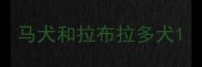马犬和拉布拉多犬