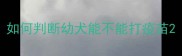 如何判断幼犬能不能打疫苗