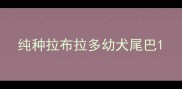 纯种拉布拉多幼犬尾巴