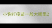 小狗打疫苗一般大哪里
