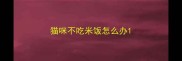 猫咪不吃米饭怎么办