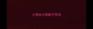小狗多大狗粮不用泡