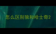 怎么区别狼和哈士奇