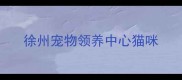 徐州宠物领养中心猫咪