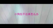 小狗拉不出来怎么办