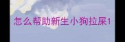 怎么帮助新生小狗拉屎