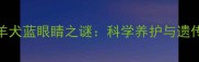 边境牧羊犬蓝眼睛之谜科学养护与遗传密码全