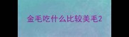 金毛吃什么比较美毛