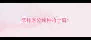 怎样区分纯种哈士奇