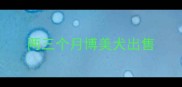 两三个月博美犬出售