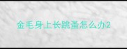 金毛身上长跳蚤怎么办