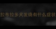 拉布拉多犬发烧有什么症状