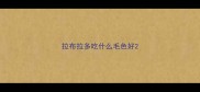 拉布拉多吃什么毛色好