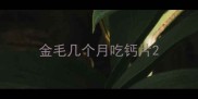 金毛几个月吃钙片