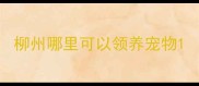 柳州哪里可以领养宠物