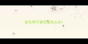 金毛狗不爱吃饭怎么办