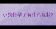 小狗怀孕了有什么症状