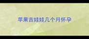 苹果吉娃娃几个月怀孕