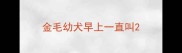 金毛幼犬早上一直叫