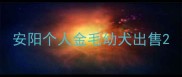 安阳个人金毛幼犬出售