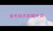 金毛幼犬前腿外突
