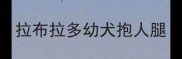 拉布拉多幼犬抱人腿