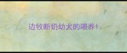 边牧断奶幼犬的喂养