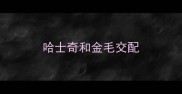 哈士奇和金毛交配