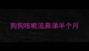 狗狗咳嗽流鼻涕半个月