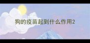 狗的疫苗起到什么作用