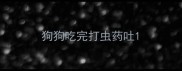 狗狗吃完打虫药吐
