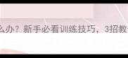 哈士奇排便不规律怎么办新手必看训练技巧3招教会你搞定拆家小能手