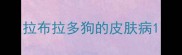 拉布拉多狗的皮肤病