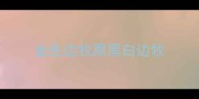 金色边牧跟黑白边牧