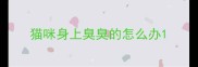 猫咪身上臭臭的怎么办