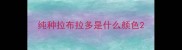 纯种拉布拉多是什么颜色