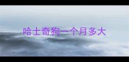 哈士奇狗一个月多大