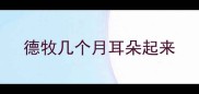 德牧几个月耳朵起来