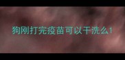 狗刚打完疫苗可以干洗么