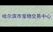 哈尔滨市宠物交易中心