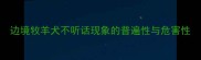 边境牧羊犬不听话现象的普遍性与危害性