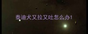 泰迪犬又拉又吐怎么办