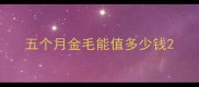 五个月金毛能值多少钱