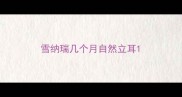 雪纳瑞几个月自然立耳